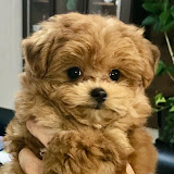 今日のくうちゃん（YouTubeチャンネル）